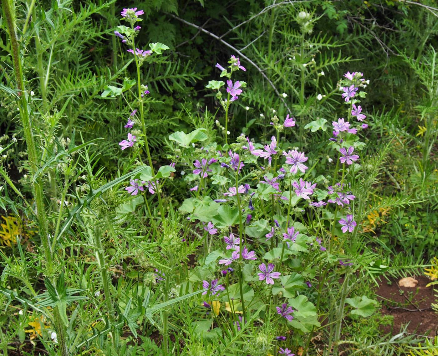 Mallow, Common plant